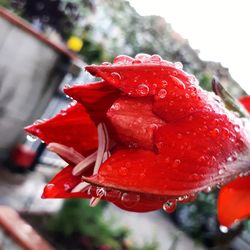 Close-up of water drops on red flower