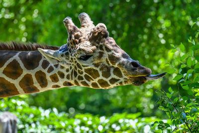 Close-up of giraffe in forest