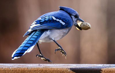A bluejay finds a peanut on a frozen backyard bird bath