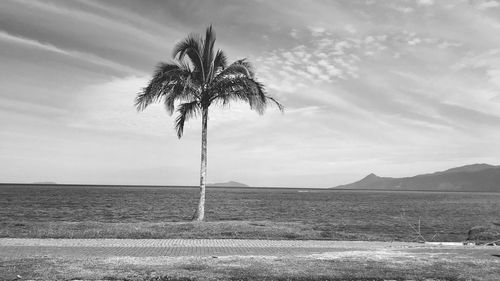 Scenic view of palm trees on landscape against sky