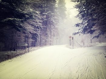 Road along trees