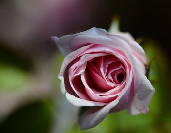 Close-up of pink rose