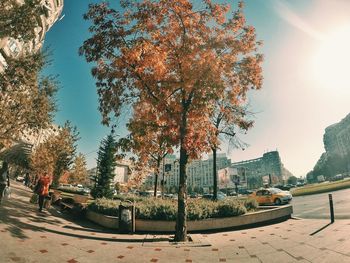 Trees in autumn