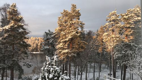 Frozen trees against sky during winter