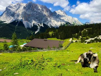 Horses on field by mountains against sky