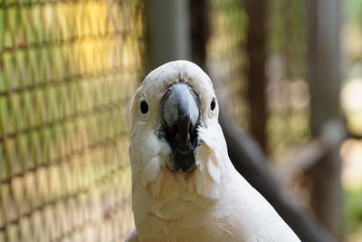 Close-up of a bird in cage