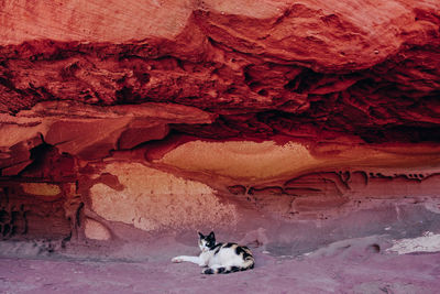 Cat on rock