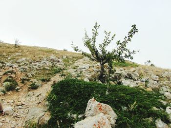 Trees on landscape against clear sky