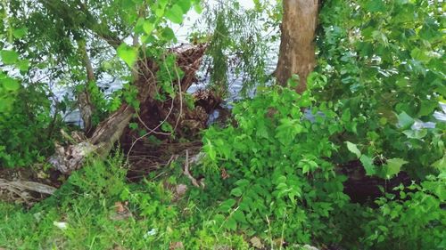 Plants growing on tree in forest