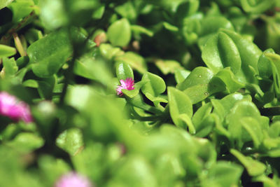 Close-up of pink flowering plant