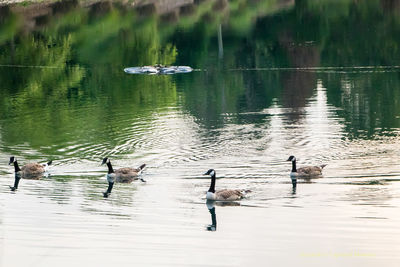 Ducks swimming in lake