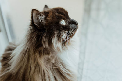 Close-up of a cat looking away