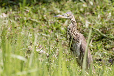 View of a bird on grass