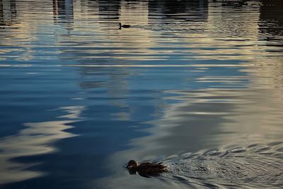 Duck swimming in a lake