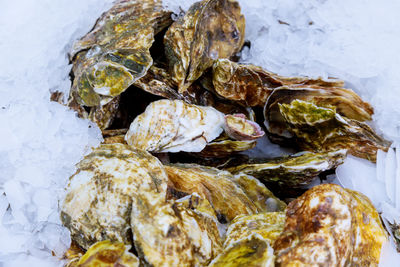 Close-up of mussels on ice at fish market