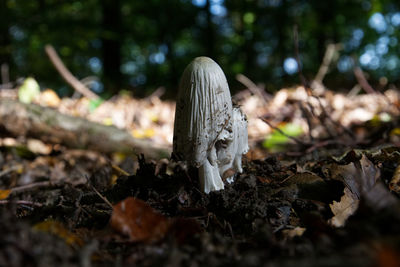 Close-up of mushroom on field