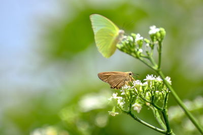 Close-up of butterfly pollinating on flower