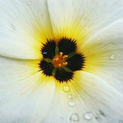 Macro shot of insect on flower