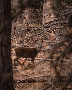 Deer standing in a forest