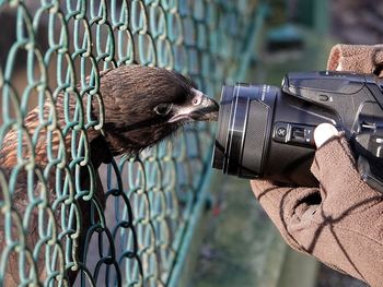 Cropped hand photographing bird using camera