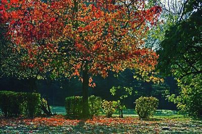 Plant growing on a tree during autumn