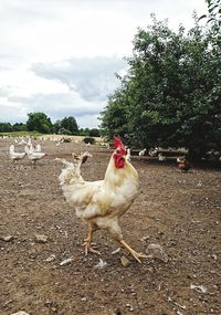 Close-up of rooster on field against sky