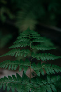 Close-up of fern leaves