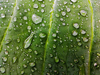 Close-up of water drops on leaves