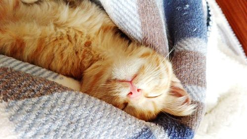 Close-up of cat lying on bed