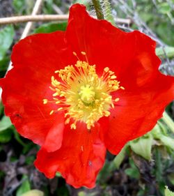 Close-up of red rose flower