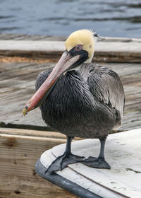 Close-up of pelican perching on side of boat