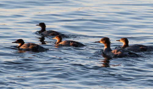 High angle view of birds swimming in lake