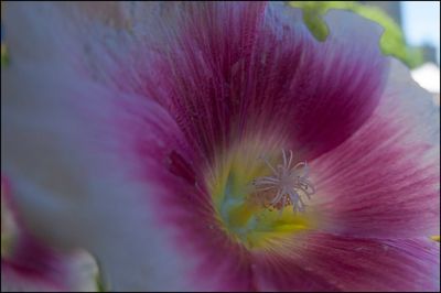 Close-up of fresh pink flower blooming outdoors