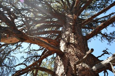 Low angle view of tree against sky