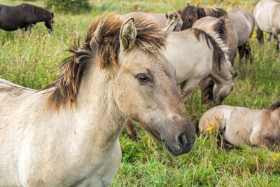 Horses in a field