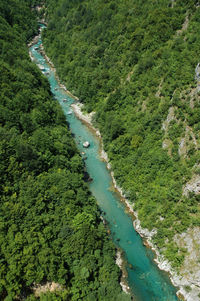 High angle view of river amidst trees