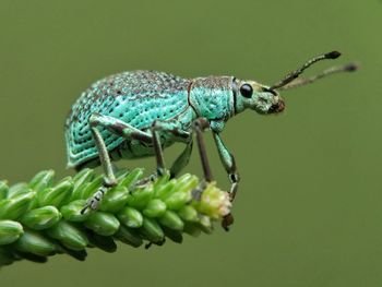 Close-up of insect over green background