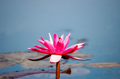 Close-up of pink water lily