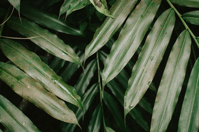 Full frame shot of fresh green leaves