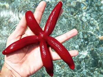 Close-up of hand holding red water