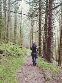 Rear view of man walking on footpath in forest