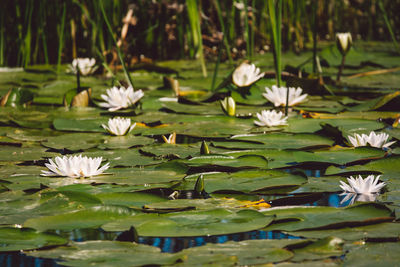 Lotus water lily in lake