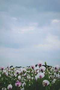 Close-up of flowers blooming in field