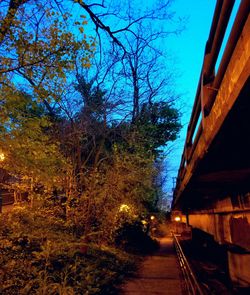 Narrow walkway along trees