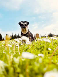 Close-up of dog on field