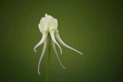 Close-up of white flower against green background