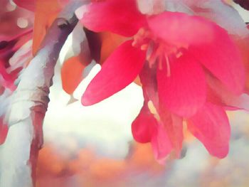 Close-up of pink flowering plant