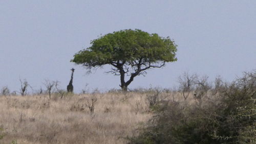 Trees on field against clear sky