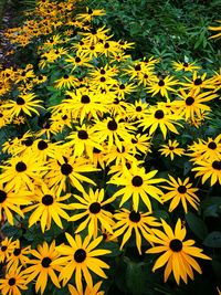 Close-up of yellow flowers