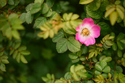 Close-up of pink flowers